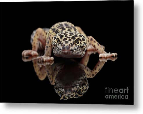Closeup Metal Print featuring the photograph Closeup Leopard Gecko Eublepharis macularius Isolated on Black Background, front view by Sergey Taran