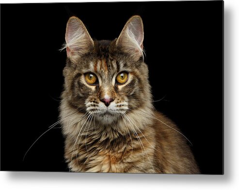 Cat Metal Print featuring the photograph Closeup Maine Coon Cat Portrait Isolated on Black Background by Sergey Taran