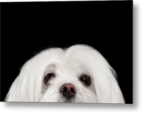 Maltese Metal Print featuring the photograph Closeup Nosey White Maltese Dog Looking in Camera isolated on Black background by Sergey Taran
