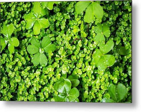Lush Vegetation Metal Print featuring the photograph Lush Green Soothing Organic Sense by John Williams