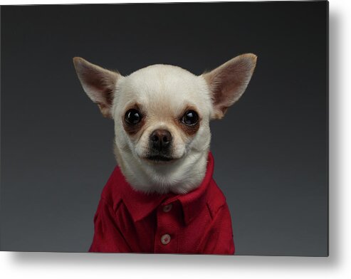#faatoppicks Metal Print featuring the photograph Closeup Portrait Chihuahua dog in stylish clothes. Gray background by Sergey Taran