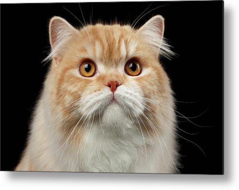 Persian Metal Print featuring the photograph Closeup Portrait of Red big Persian Cat Angry Looking on black by Sergey Taran