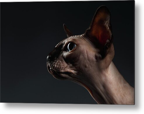 Portrait Metal Print featuring the photograph Closeup Portrait of Sphynx Cat in Profile view on Black by Sergey Taran