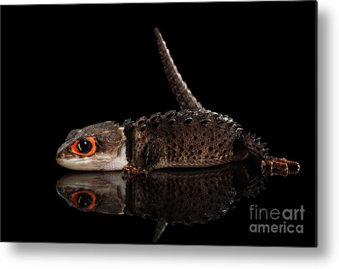 Crocodile Metal Print featuring the photograph Closeup Red-eyed crocodile skink, tribolonotus gracilis, isolated on Black background by Sergey Taran