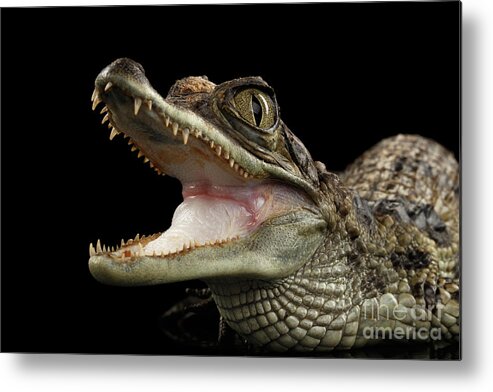 Crocodile Metal Print featuring the photograph Closeup Young Cayman Crocodile, Reptile with opened mouth Isolated on Black Background by Sergey Taran