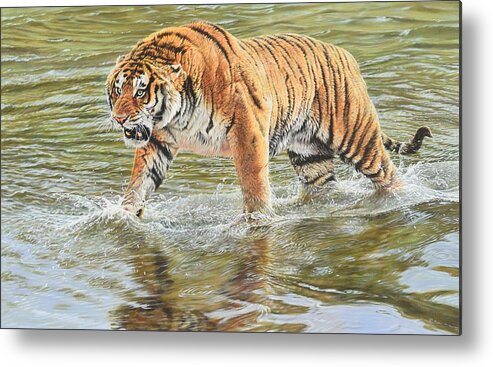 Wildlife Paintings Metal Print featuring the photograph Closing In by Alan M Hunt