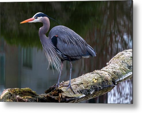 Adult Metal Print featuring the photograph Coal Harbour Heron by Michael Russell