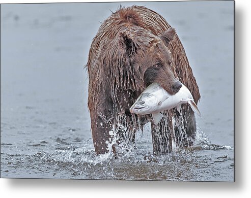 Coastal Metal Print featuring the photograph Coastal Brown Bear with Salmon by Gary Langley