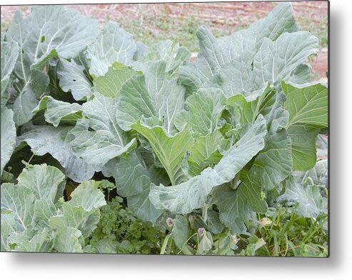 Plant Metal Print featuring the photograph Collards by Ali Baucom