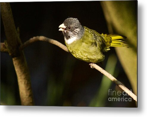 Photography Metal Print featuring the photograph Collared Finch-bill by Sean Griffin