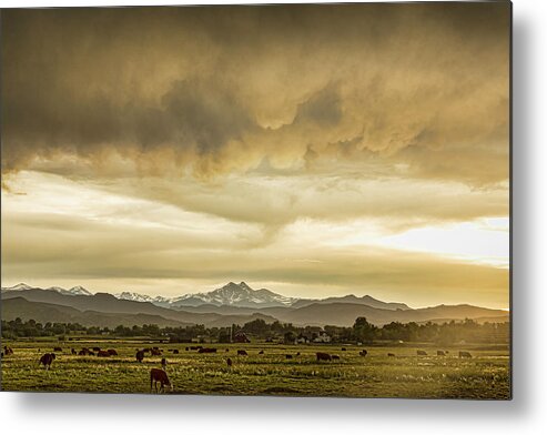Severe Metal Print featuring the photograph Colorado Grazing by James BO Insogna