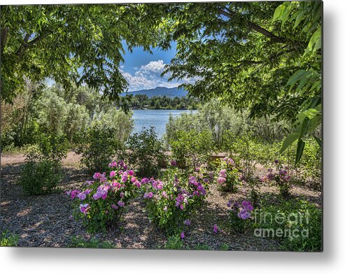 Fort Collins Metal Print featuring the photograph Colorado Rose Garden by Baywest Imaging