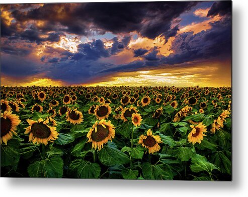 Aster Metal Print featuring the photograph Colorado Sunflowers At Sunset by John De Bord