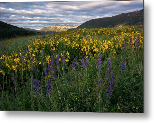 Colorado Metal Print featuring the photograph Colorado Wildflower Sunrise by Aaron Spong