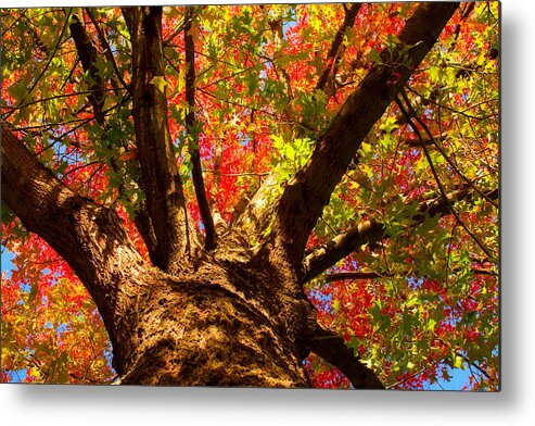 Forest Metal Print featuring the photograph Colorful Autumn Abstract by James BO Insogna