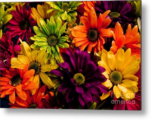 Daisies Metal Print featuring the photograph Colorful Daisies by Robin Lynne Schwind