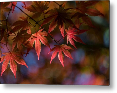 K-30 Metal Print featuring the photograph Colorful Japanese Maple by Lori Coleman