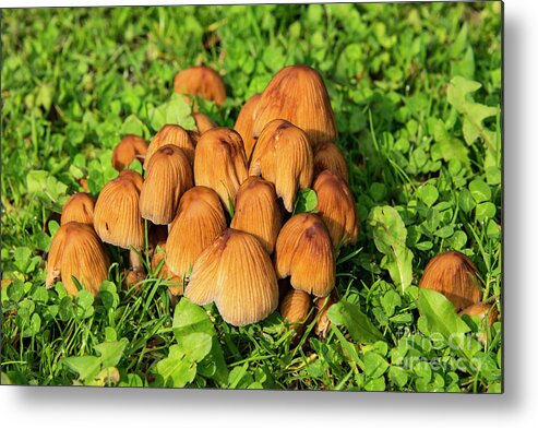 Perth Metal Print featuring the photograph Colorful Mushrooms by Bob Phillips