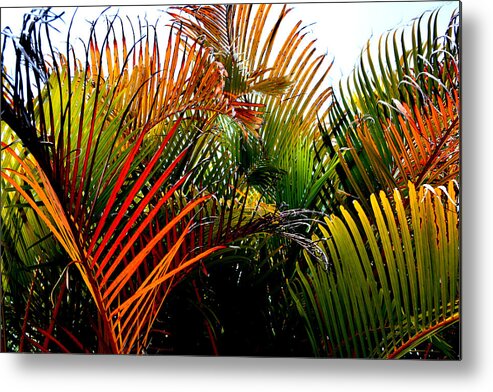 Palm-tree Metal Print featuring the photograph Colorful palm leaves by Reva Steenbergen