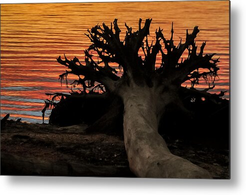 Terry D Photography Metal Print featuring the photograph Colorful Roots by Terry DeLuco