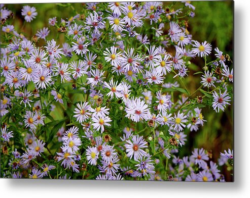 Wild Metal Print featuring the photograph Colorful Wildflowers by Paul Freidlund