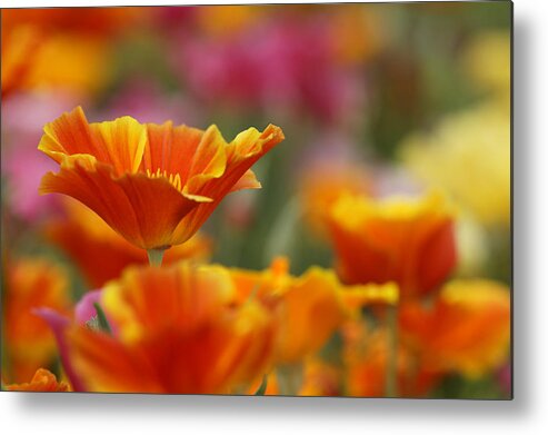 Agriculture Metal Print featuring the photograph Colors by Eggers Photography