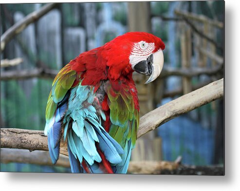 Parrot Metal Print featuring the photograph Colors by Jackson Pearson