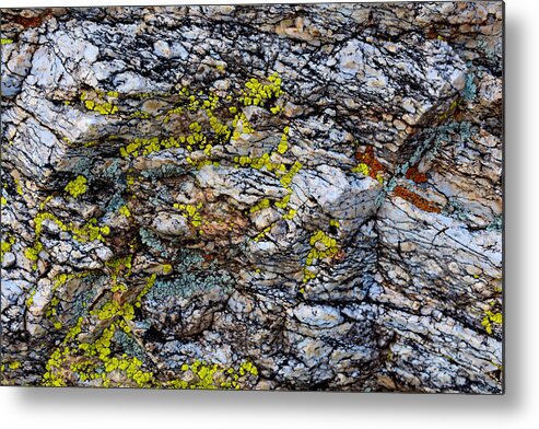 Lichen Metal Print featuring the photograph Colors by Melisa Elliott