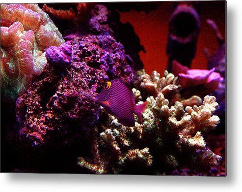 All Rights Reserved Metal Print featuring the photograph Colors of Underwater Life by Clayton Bruster