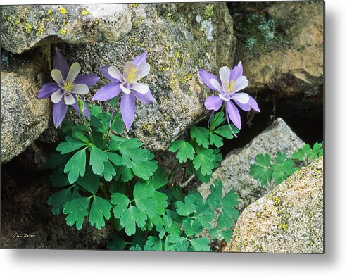 Columbine Metal Print featuring the photograph Columbine by Dan Norris