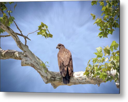 Bald Eagle Metal Print featuring the photograph Come to Me by Susan Rissi Tregoning