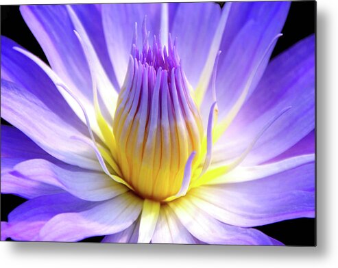 Floral Metal Print featuring the photograph Come To My Pad by Debra Orlean