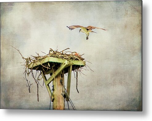 Osprey Metal Print featuring the photograph Coming Home by Cathy Kovarik