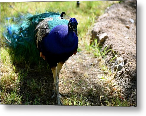 Peacock Metal Print featuring the photograph Coming Through by Melisa Elliott