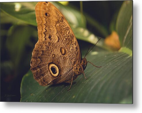 Butterfly Metal Print featuring the photograph Common Buckeye Butterfly by Pamela Williams