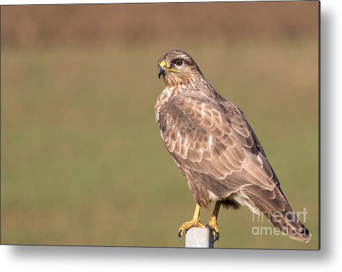 Accipitridae Metal Print featuring the photograph Common Buzzard Along the Highway Nis Budapest by Jivko Nakev