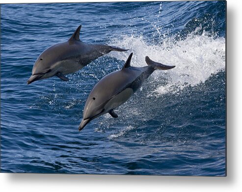 00429884 Metal Print featuring the photograph Common Dolphin Pair Jumping Baja by Suzi Eszterhas