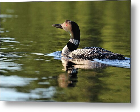 Common Loon Metal Print featuring the photograph Common Loon Portrait by Sandra Huston