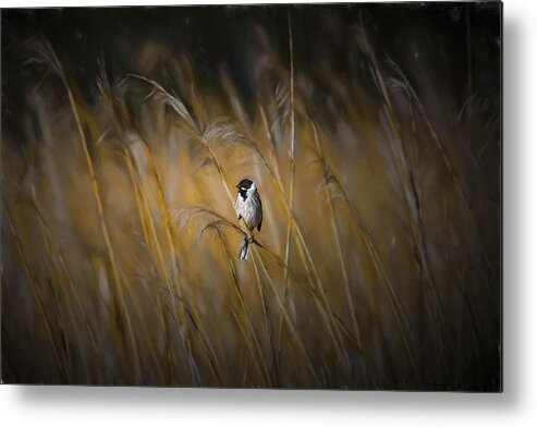 Common Reed Bunting Metal Print featuring the photograph Common reed bunting nov by Leif Sohlman
