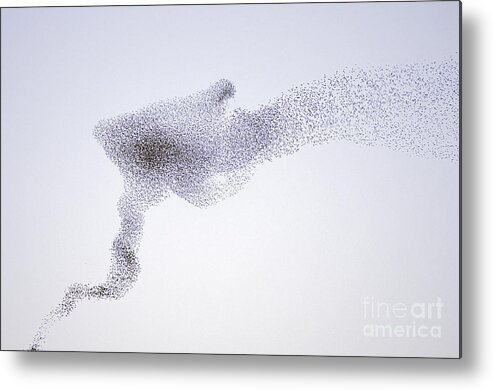 Mp Metal Print featuring the photograph Common Starling Flock by Marcel Van Kammen