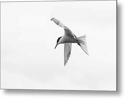 Nature Metal Print featuring the photograph Common Tern by Wendy Cooper