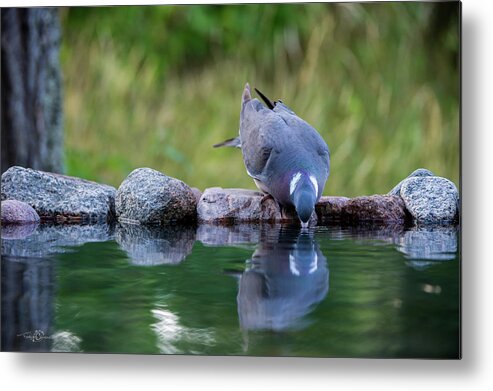 Common Wood Pigeon Metal Print featuring the photograph Common Wood Pigeon drinking at the waterhole from the front by Torbjorn Swenelius