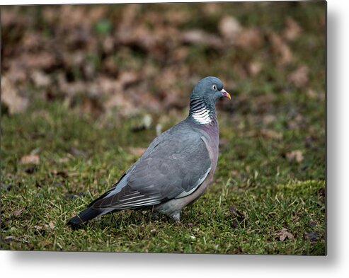 Common Wood Pigeon Metal Print featuring the photograph Common Wood Pigeon's profile by Torbjorn Swenelius