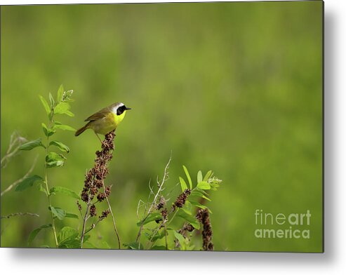 Common Yellowthroat - Male Metal Print featuring the photograph Common Yellowthroat by Beve Brown-Clark Photography