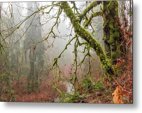 Landscapes Metal Print featuring the photograph Mist In The Forest by Claude Dalley
