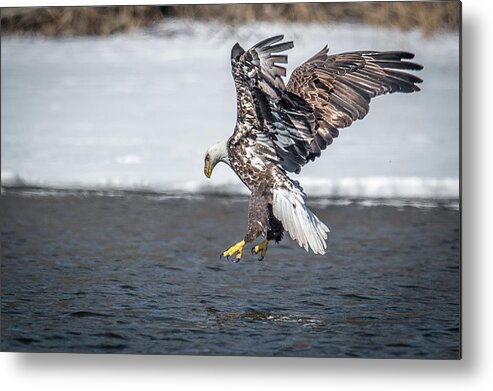 Bald Eagle Metal Print featuring the photograph Concentration by Paul Freidlund