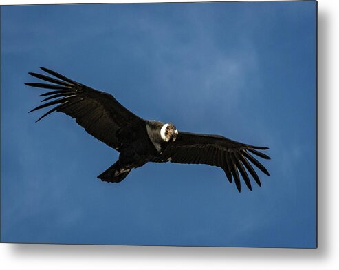 Condor Metal Print featuring the photograph Condor over Patagonia by Steven Upton
