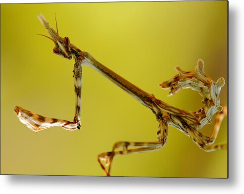 Wildlife Metal Print featuring the photograph Cone Head Mantis by Richard Patmore