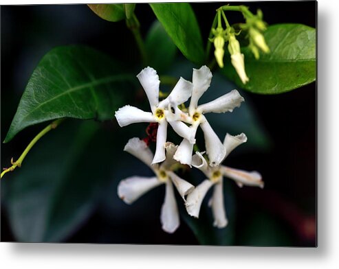 Star Jasmine Metal Print featuring the photograph Confederate Jasmine by Sennie Pierson