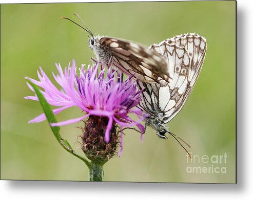 Insect Metal Print featuring the photograph Contact - Butterflies on the bloom by Michal Boubin